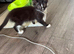 Kittens available 12 weeks