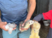 Micro ferrets