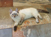 Very Beautiful GCCF Registered Ragdoll Kitten.