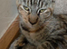 Mix breed female cat