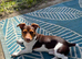 KC Jack Russell stud