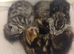4 beautiful part bengal kittens