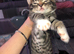 tabby kittens