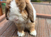 Beautiful male mini lop boy - 2 years old