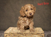 Gorgeous F1 Cockapoo puppies