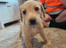 Kc labrador puppies red/yellow