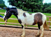 Welsh part bred 14.2hh mare
