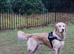 2 year old golden retriever for stud