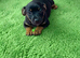 Stunning jack russel pups