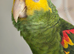 Double yellow headed amazon