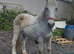 Connie x cob riding gelding