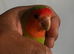 Cute lovebirds
