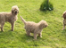 Cavapoo pups