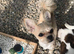 Hi im Archie