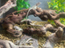 Eastern Collared LIzards at Birmingham Reptiles