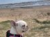 MEARL french bulldog ...WANTED