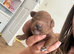 Deep Red Toy Poodle