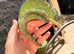 Panther Chameleon