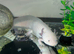 leucistic axolotl