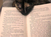 Adult cat