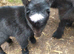 FAMILY OF PYGMY GOATS FOR SALE