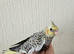 Cockatiel chicks hand tame