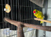 Stunning & Large Male Kakariki (3 Months Old) &ndash; Great Lineage!