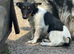 Jack Russel xshetland sheep dog bitch for sale