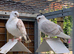 Classic Old Frills Satinette