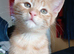 12week old male kitten for sale