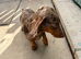 Male dachshund 2 years old
