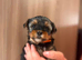 Pedigree KC registered Yorkshire terrier puppies
