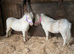 Perfect Childs/Show/Therapy Mini Shetland