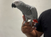 Silly Tamed African Grey Parrot