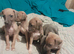 Whiggy....Whippet x Italian greyhound puppies