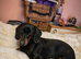 Miniature Dachshund Puppies - 1 Boy & 2 Girls - Blackpool.