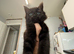 Boo – Rare Female Maine Coon x British Shorthair with Inhibitor Gene