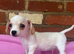 Tiny pale cream Chiweenie puppies ! Father Import from Las Vegas