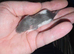 Gorgeous baby Rats ready from 1st September