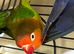 HEN DNA Fishers Lovebird