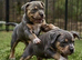 ABKC AMERICAN BULLY POCKETS CHAMPION BLOODLINES