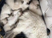 5 beautiful ragdoll/blueprint kittens for sale