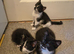 3 beautiful kitty