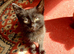 Kittens for sale waiting for there forever homes
