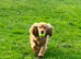 Cocker spaniel female for retirement home