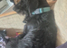 Miniature dachshund