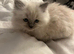 Pure Blue Pount Ragdoll Kittens 3 girls 2 boys (REDUCED)