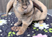Mini plush lop