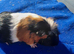 3 female guinea pigs