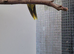 4 beautiful kakariki chicks available to reserve only til mid/late june
